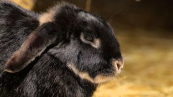 3 Ursachen für Kinndrüsen-Entzündung bei Kaninchen
