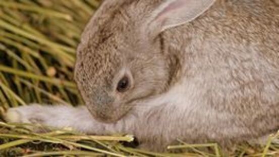 8 Ursachen, warum Kaninchen ihr Fell fressen [09|20]