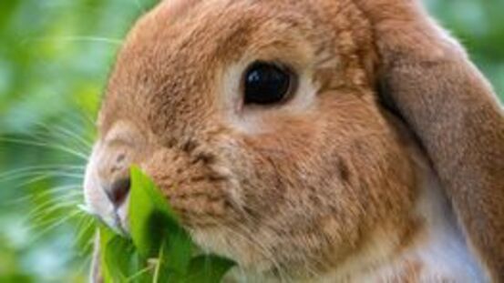 Zahnkrankheiten bei Kaninchen rechtzeitig erkennen [08|21]