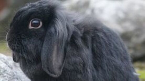 Senioren: Kaninchen brauchen ab dem 5. Lebensjahr mehr Ruhe
