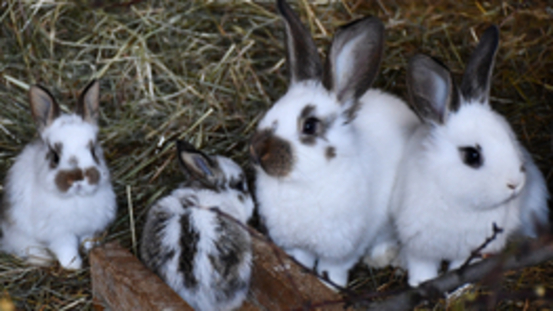Knochenbrüche bei Kaninchen: zu geringe Knochendichte  