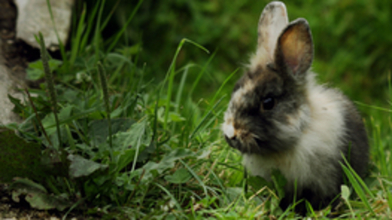13 Symptome von Leberlappentorsion bei Kaninchen