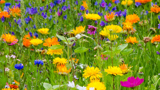 Blumen, Blüten, ungiftige und giftige Blüten, Sammlung, Verträglichkeit, Wirkung, Notfall - Petdoctors [24|03|23]