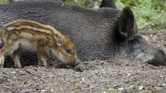 Richtiges Verhalten bei der Begegnung mit Wildschweinen