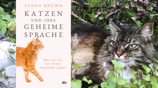 Petdoctors Choice, Sachbuch, Katze, Verhalten, Katzensprache, Sarah Brown, dtv Verlag, petdoctors.at, wikiPETia.de,