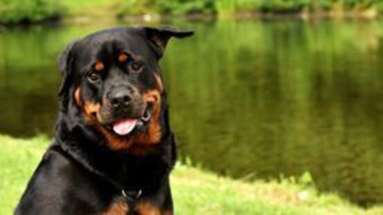 Der Rottweiler