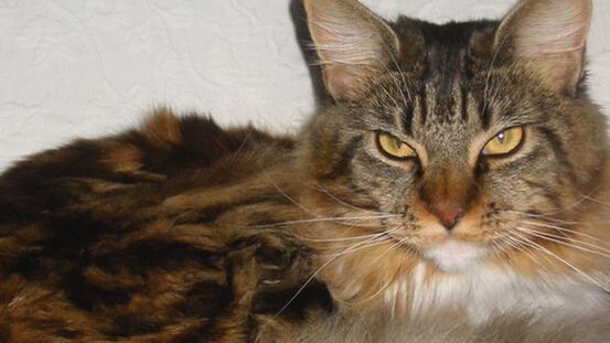 Koschka, First Cat und Mitglied des petdoctors Aufsichtsrates