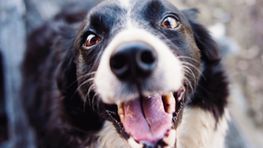 Der Mund eines Hundes enthält 42 Zähne und 1500 Geschmacksknospen
