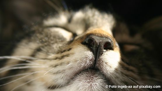 Katze-Nase-Geruchsinn