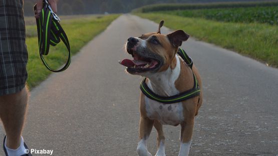 Listenhunde artikel