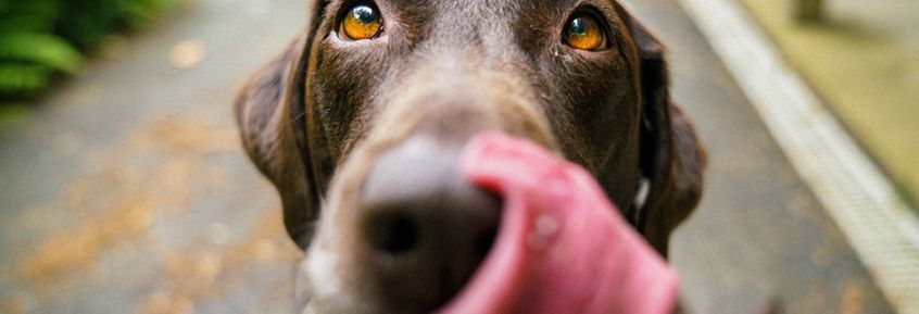 8 Tipps: Hundekekse mit Toppings bunt verzieren