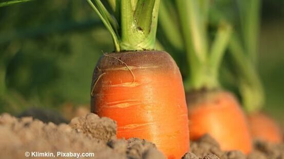 Karotten beugen Wurmbefall vor und unterstützen das Immunsystem