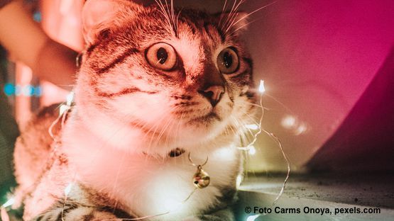 PetdoctorsMehrWissen: Katze, Verhalten, Angst, Silvester, Feuerwerk, Stress, Panik 