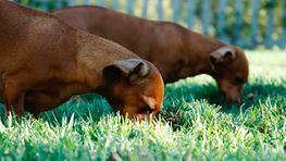 Anti Giftködertraining für Hunde