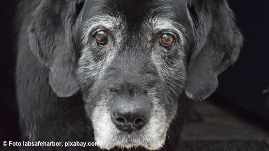 Leben Mit Einem Senior Hund