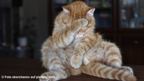 Warum die Futterumstellung bei Katzen misslingen kann.
