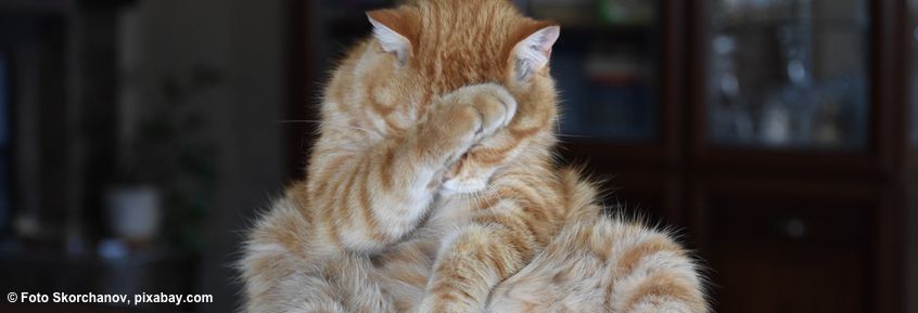 7 Tipps: wie die Futterumstellung bei Katzen gelingt
