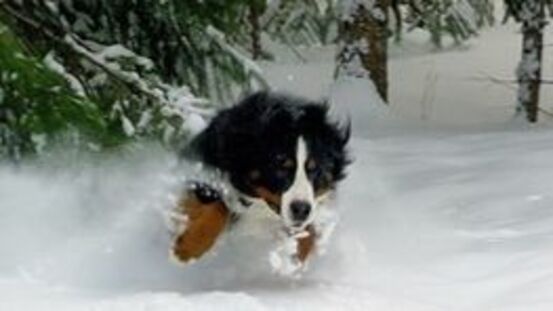 Schnee fressen mit Folgen: von Halsweh bis Schnee-Gastritis 