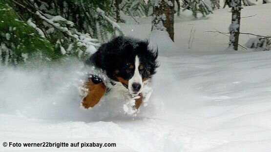 Alles vermeiden, was den Hund verleitet Schnee zu fressen: Schneeballwerfen und Suchspiele