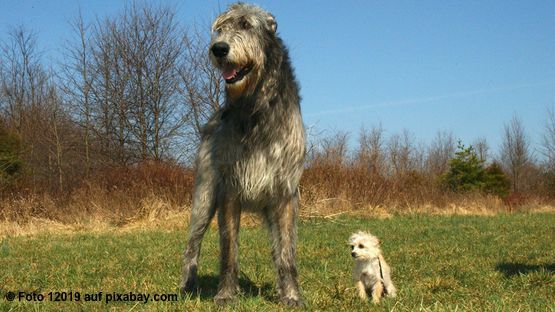 Skelett woolfhound chiwawapudelmix artikel