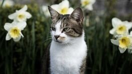 Märzenbecher sind für Katzen giftig