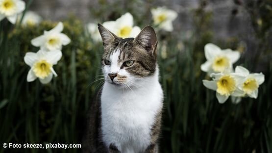 Hyazinthe Giftig Für Katze