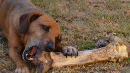 Hund ernährung geschmacksinn vorschau