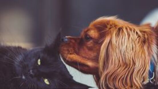 Krebs rechtzeitig erkennen: 11 Warnsignale bei Hund & Katze