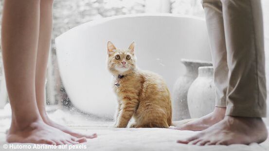 Katzen baden: 5 Tipps für den Notfall [02|21]