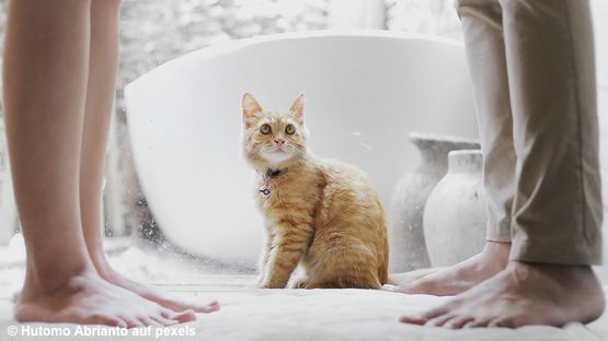 Katze baden artikel
