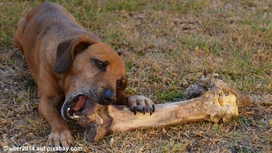 Knochen fressen Hunde besonders gerne