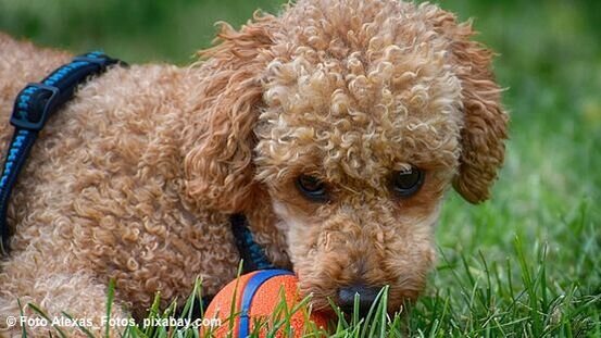 Welpen Hunde Kaufen Hunde In Osterreich Kaufen Und Verkaufen