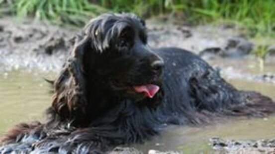 Gefahrenquellen in der Natur: wenn Hunde aus Pfützen trinken