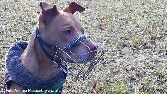 Listenhunde Maulkorbpflicht Wien