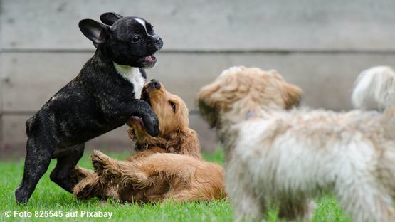 Erbkrankheit gesundheitlichen - petdoctors.at