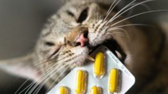6 Tipps wie Sie Ihrer Katze Tabletten eingeben