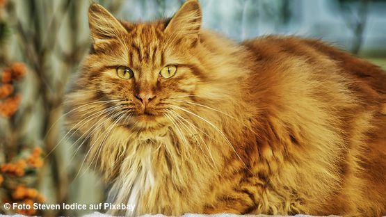 Mag.a Ingrid Harant, 1. Wiener Katzenambulanz, über die richtige Ernährung bei Erkrankungen