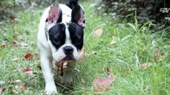 Französische Bulldogge 