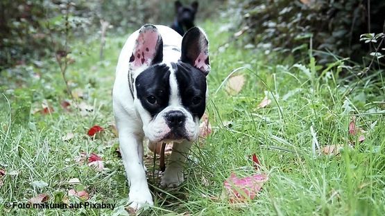Französische bulldogge artikel li