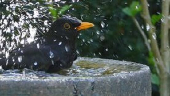 Vogeltränke im Garten