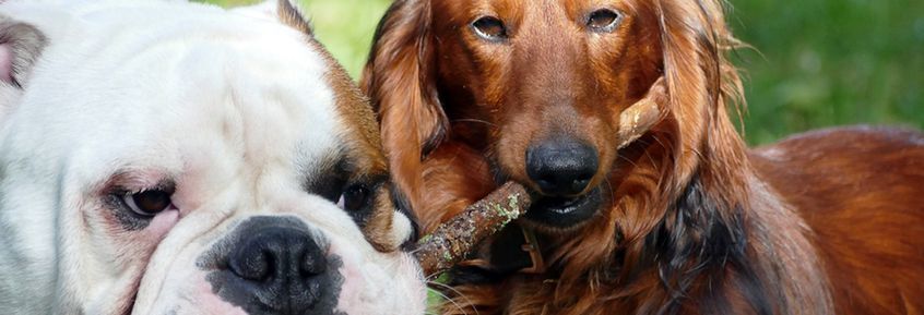VetMed-Studie widerlegt Rasselisten