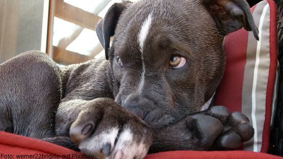 Wtv listenhund artikel