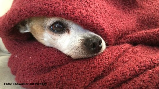Hund verunsichert versteckt sich in Decke