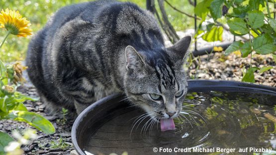 Der Wasserbedarf einer ausgewachsenen Katze beträgt etwa 50 ml/ kg Körpergewicht und Tag. 