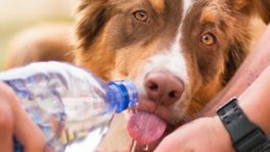 35–60 ml/kg Körpergewicht sollte Hund am Tag trinken [08|20]