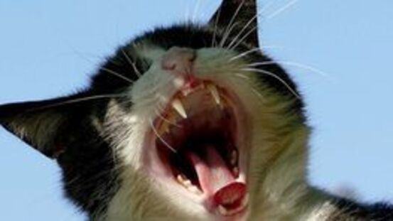 Katzen müssen zum Zahnarzt: 85 Prozent haben Zahnprobleme