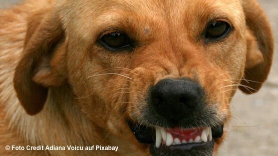 Hunde können Schmerzen nur durch ihre Körpersprache und ihr Verhalten mitteilen. 