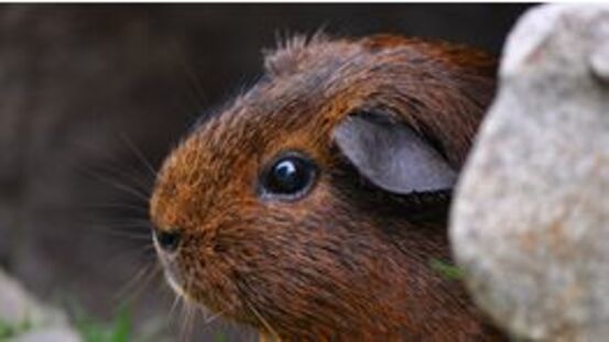 Richtig oder Falsch? Meerschweinchen möchten Gassi gehen.