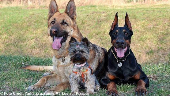 Von Kaumuskelmyositis sind vor allem Schäferhunde und Dobermänner betroffen