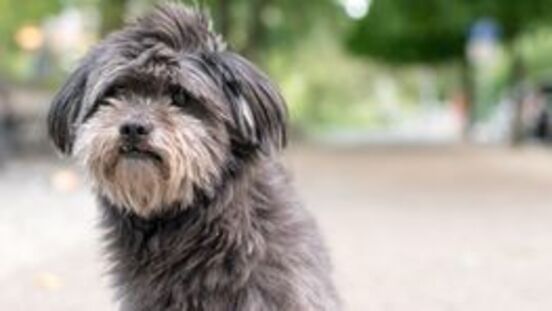 prostata hund kastration